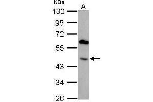 WB Image BMP4 antibody detects BMP4 protein by Western blot analysis.