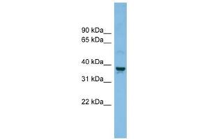 SLC30A3 antibody used at 1 ug/ml to detect target protein.