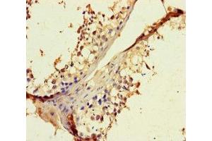 Immunohistochemistry of paraffin-embedded human testis tissue using ABIN7168083 at dilution of 1:100 (RIBC1 antibody  (AA 1-200))