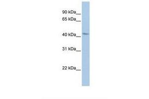 Image no. 1 for anti-BarH-Like Homeobox 2 (BARHL2) (AA 216-265) antibody (ABIN6738390) (BARHL2 antibody  (AA 216-265))