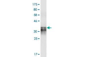 Western Blotting (WB) image for anti-Hypocretin (Orexin) Receptor 2 (HCRTR2) (AA 1-54) antibody (ABIN561239)