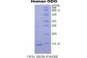SDS-PAGE analysis of Human D-Aspartate Oxidase Protein.