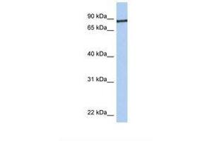 Image no. 1 for anti-Junctophilin 1 (JPH1) (AA 542-591) antibody (ABIN6738572) (Junctophilin 1 antibody  (AA 542-591))