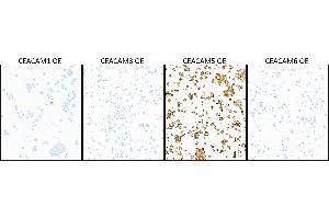 Immunocytochemistry (ICC) image for anti-Carcinoembryonic Antigen-Related Cell Adhesion Molecule 5 (CEACAM5) (AA 35-685) antibody (ABIN7453964) (Recombinant CEACAM5 antibody  (AA 35-685))
