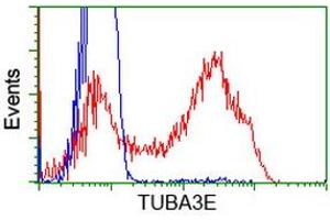HEK293T cells transfected with either RC209279 overexpress plasmid (Red) or empty vector control plasmid (Blue) were immunostained by anti-TUBA3E antibody (ABIN2453755), and then analyzed by flow cytometry. (TUBA3E antibody)