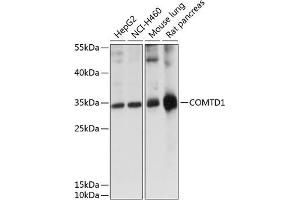 Western blot analysis of extracts of various cell lines, using COMTD1 antibody (ABIN7266132) at 1:1000 dilution. (COMTD1 antibody  (AA 33-262))