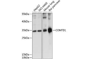 Western blot analysis of extracts of various cell lines, using COMTD1 antibody (ABIN7266132) at 1:1000 dilution.