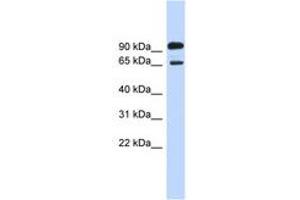 Image no. 1 for anti-Like-Glycosyltransferase (LARGE) (AA 683-732) antibody (ABIN6743423) (LARGE antibody  (AA 683-732))