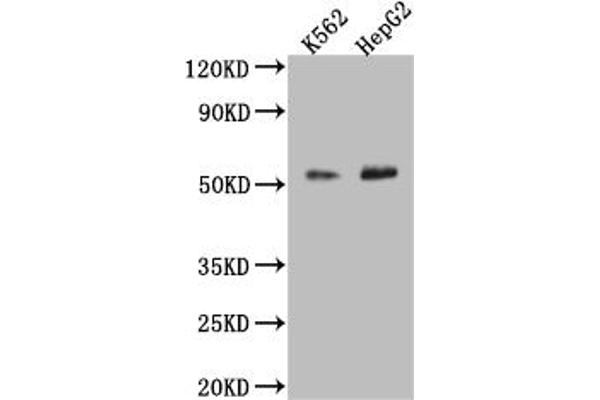 SLC16A7 Antikörper  (AA 197-279)