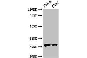 Western Blot Positive WB detected in Recombinant protein All lanes: MALD3 antibody at 3. (MARVELD3 antibody  (AA 25-115))