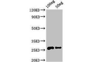 Western Blot Positive WB detected in Recombinant protein All lanes: MALD3 antibody at 3.