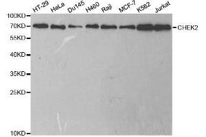 Western blot analysis of extracts of various cell lines, using CHEK2 antibody. (CHEK2 antibody  (AA 1-220))
