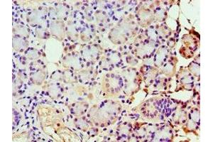 Immunohistochemistry of paraffin-embedded human pancreatic tissue using ABIN7149383 at dilution of 1:100 (GBA3 antibody  (AA 1-162))