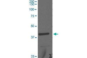 Western Blot analysis of rat liver tissue lysate with BHMT polyclonal antibody  at 1:2000 dilution.