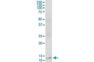 RBP5 MaxPab polyclonal antibody. (Retinol Binding Protein 5 antibody  (AA 1-135))