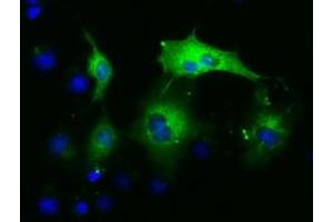 Anti-PAICS mouse monoclonal antibody (ABIN2453416) immunofluorescent staining of COS7 cells transiently transfected by pCMV6-ENTRY PAICS (RC215225). (PAICS antibody)