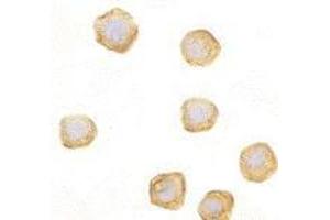 Immunocytochemistry of CARD10 in EL4 cells with AP30183PU-N CARD10 antibody at 10 μg/ml. (CARD10 antibody)