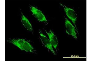 Immunofluorescence of purified MaxPab antibody to UQCRC1 on HepG2 cell. (UQCRC1 antibody  (AA 1-480))