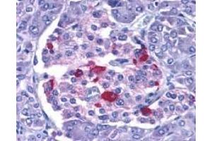 Immunohistochemistry of EndoG in human pancreas with EndoG antibody at 15 μg/ml. (Endonuclease G antibody)