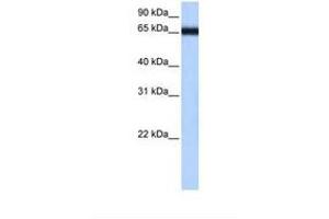 Image no. 1 for anti-Zinc Finger Protein 14 Homolog (ZFP14) (AA 179-228) antibody (ABIN6738766) (ZFP14 antibody  (AA 179-228))