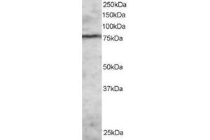 Image no. 1 for anti-Enhancer of Zeste Homolog 1 (EZH1) (N-Term) antibody (ABIN374284) (EZH1 antibody  (N-Term))