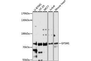 Western blot analysis of extracts of various cell lines, using GPSM1 antibody (ABIN6132134, ABIN6141363, ABIN6141364 and ABIN6224758) at 1:3000 dilution. (GPSM1 antibody  (AA 158-457))