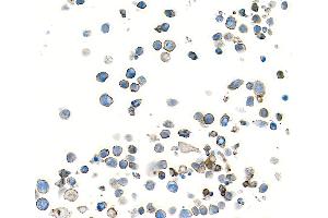 Immunocytochemistry (ICC) image for anti-CD28 (CD28) (AA 19-140) antibody (ABIN7448899)