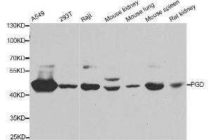 Western blot analysis of extracts of various cell lines, using PGD antibody. (PGD antibody)