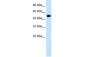 CLCN6 antibody used at 1. (CLCN6 antibody  (C-Term))