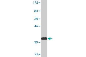 Western Blot detection against Immunogen (36. (CDC20B antibody  (AA 416-515))