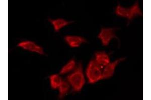 OR2L5 antibody  (C-Term)