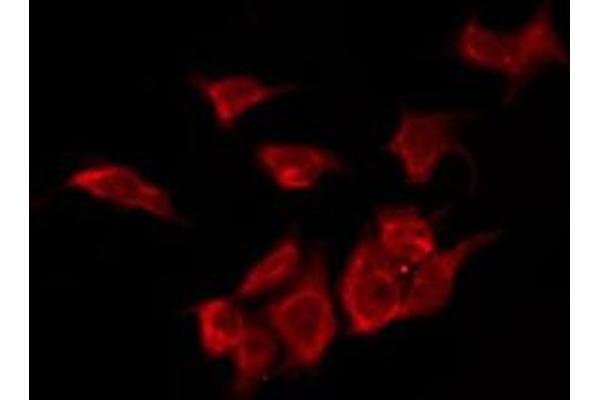 OR2L5 antibody  (C-Term)