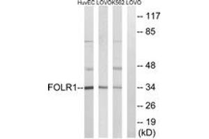 Western Blotting (WB) image for anti-Folate Receptor 1 (Adult) (FOLR1) (AA 41-90) antibody (ABIN2890321) (FOLR1 antibody  (AA 41-90))