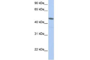 WB Suggested Anti-NXF3 Antibody Titration:  0. (NXF3 antibody  (N-Term))