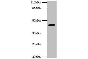 Western blot All lanes: USP12 antibody at 2 μg/mL + Mouse liver tissue Secondary Goat polyclonal to rabbit IgG at 1/10000 dilution Predicted band size: 43 kDa Observed band size: 43 kDa (USP12 antibody  (C-Term))