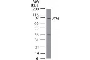 ATF6 Western Blot. (ATF6 antibody  (N-Term))