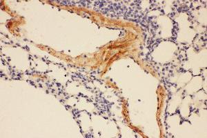 Anti-Adiponectin Picoband antibody,  IHC(P): Mouse Lung Tissue