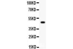 Anti-CD43 Picoband antibody, Western blotting All lanes: Anti CD43  at 0. (CD43 antibody  (AA 272-400))
