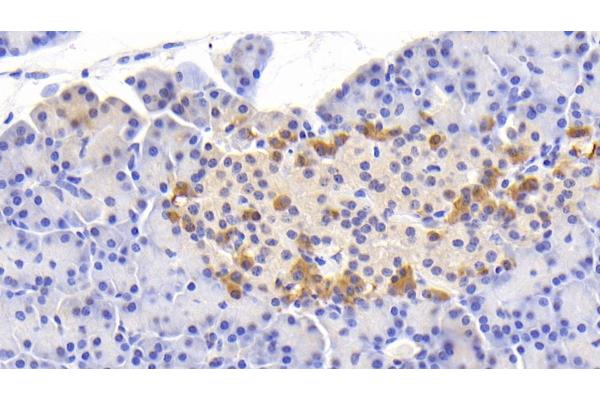 SLIT2 antibody  (AA 664-777)