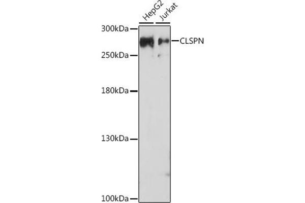 Claspin Antikörper  (AA 650-750)