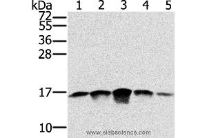Western blot analysis of PC3, A549, K562, A375 and hela cell, using SSBP1 Polyclonal Antibody at dilution of 1:400 (SSBP1 antibody)