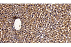 Immunohistochemistry (IHC) image for anti-Mitogen-Activated Protein Kinase Kinase 6 (MAP2K6) (AA 46-306) antibody (ABIN7443209)