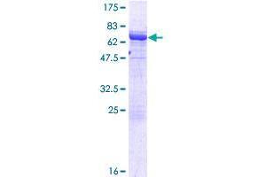 SH3GLB2 Protein (AA 1-395) (GST tag)