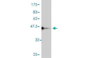 Western Blot detection against Immunogen (46. (PEBP1 antibody  (AA 1-187))