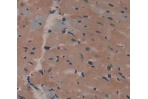 Used in DAB staining on fromalin fixed paraffin- embedded Kidney tissue (APOA1BP antibody  (AA 54-282))