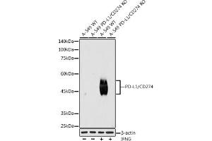 Western blot analysis of extracts from wild type (WT) and PD-L1/CD274 knockout (KO) A-549,A-549+IFNG cells, using PD-L1/CD274 antibody (ABIN7266178) at 1:1000 dilution. (PD-L1 antibody)