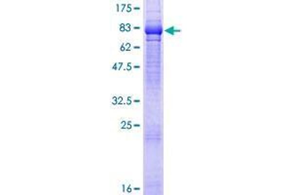 TNIK Protein (AA 1-538) (GST tag)