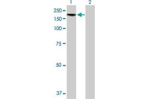 Western Blot analysis of BRPF1 expression in transfected 293T cell line by BRPF1 MaxPab polyclonal antibody. (BRPF1 antibody  (AA 1-1220))