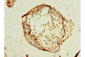 Immunohistochemistry of paraffin-embedded human testis tissue using ABIN7168636 at dilution of 1:100 (SCRG1 antibody  (AA 21-98))