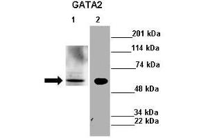 Lanes : Lane 1: 30ug mouse liver lysateLane 2: 30ug mouse N2a cell lysate  Primary Antibody Dilution :  1:500   Secondary Antibody : Anti-rabbit-HRP  Secondary Antibody Dilution :  1:2500  Gene Name : GATA2  Submitted by : A Kalyani and Vinayak Gupta IIT Madras (GATA2 antibody  (N-Term))